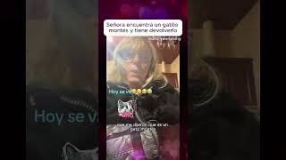 Señora encuentra un gatito montés y tiene que devolverlo, adiós Panterita #gatos #gatitos #gato