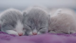 Cute Kittens Slepping, Cutest kittens in the worlds 2022 😍  | 4 days after birth ! Kittens meowing by Little Kittens 1,790 views 2 years ago 5 minutes, 47 seconds