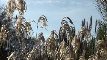 The Four Season , in nog geen 6 min