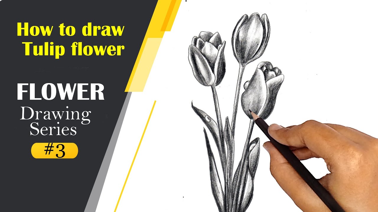 Online classes: How to draw Tulip flower/flower drawing series#3 - YouTube