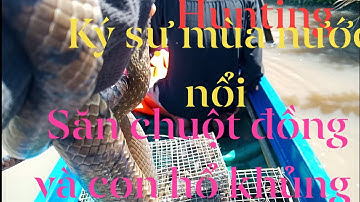 Hunting/Bắt chuột mùa nước nổi và con rắn hổ khủng
