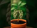 How To Grow Cardamom At Home (100% working)!#short#viral#tranding