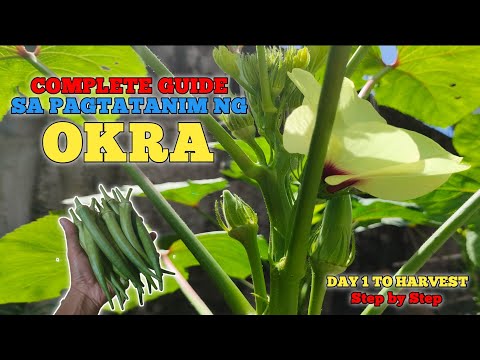 Video: Impormasyon Tungkol sa Pagtatanim ng Okra At Pag-aani ng Okra