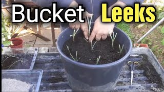 Can you Grow Leeks in a Bucket ? When to plant out Leeks
