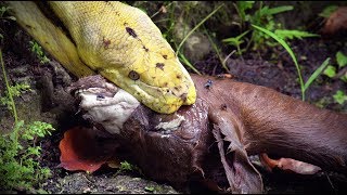 Python Eats Goat 04 Footage