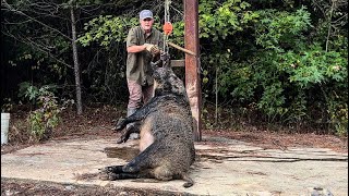 Trapped and hunted 2 huge boars. 6.5 creedmoor.
