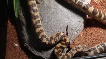 Childrens/spotted Python Setup