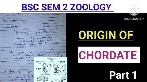 ORIGIN OF CHORDATE ||part 1 ||Easy notes with explanation @zoologynotes #bbmku #vbu