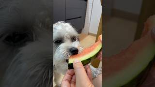 수박 좋아하는 강아지 🍉🍉🍉🐶🐶 아주 맛있게 잘 먹는 초코 ㅋㅋ