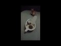 peppa pig delivers a kinder joy egg and hoilday annoucment!
