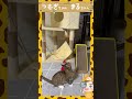 ジャンプが大好きな女子ネコ😾つむぎちゃん＆まるちゃん#shorts