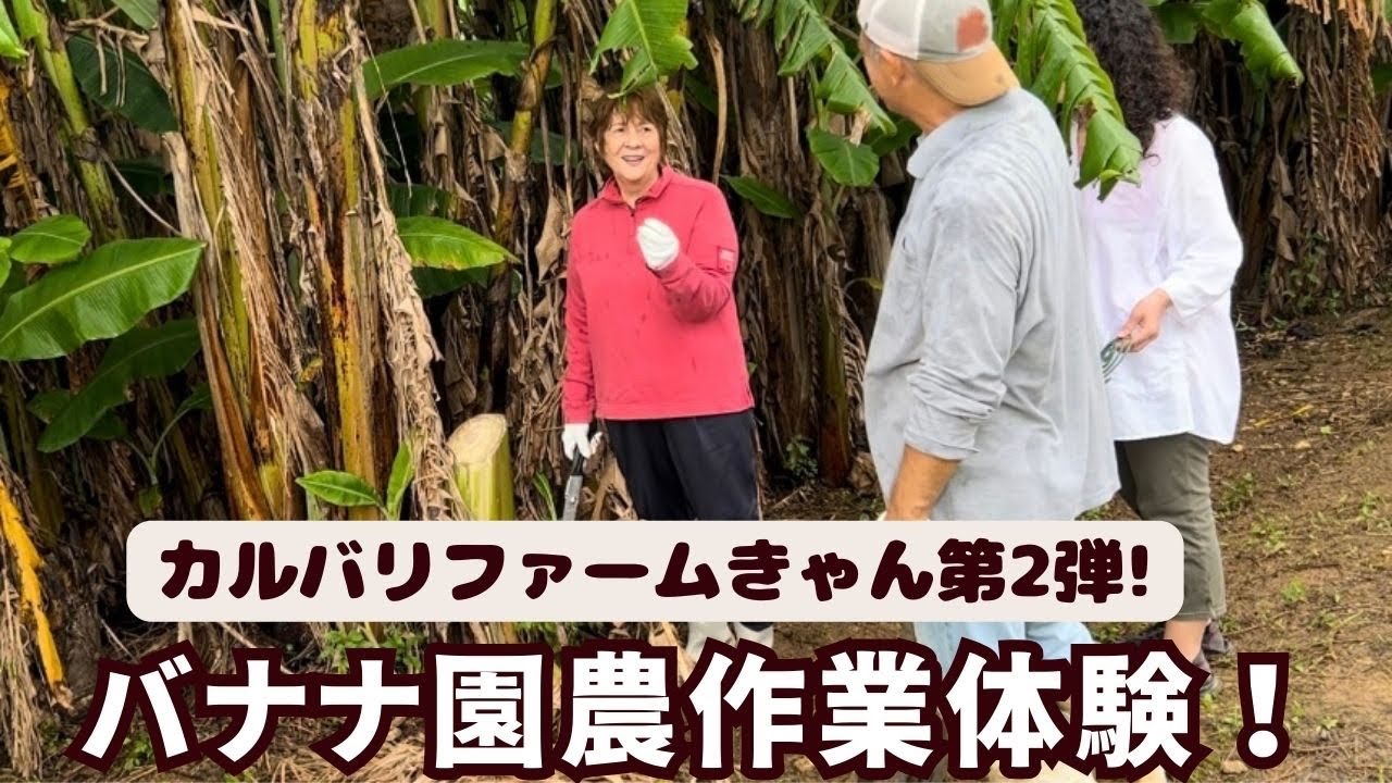 上原令子「LOOK IN THE SKY」 糸満「カルバリファームきゃん」訪問記第2弾です！今回はバナナ畑で農作業に挑戦！ Reiko Uehara official channel