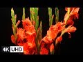  4k flowers time lapse  blooming dying resurrection  cherry blossom lily peony apricot