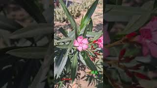 Nerium oleander #Nerium #phuldiha #flowers #nature