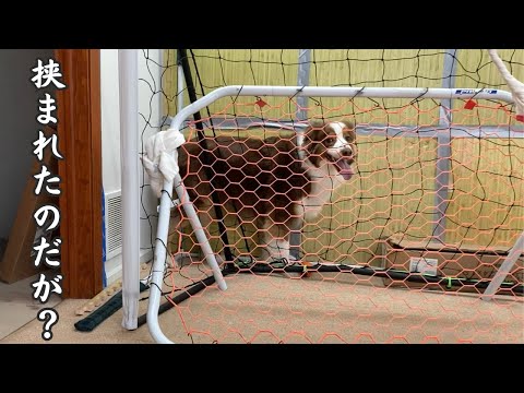 前にも後ろにも進めず、絵に描いたようなジタバタ劇を見せつける犬|オーストラリアンシェパード