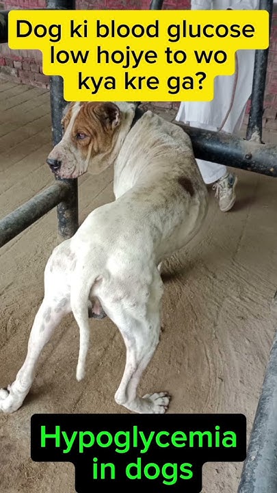 dog-ka-sugar-level-kam-hogya-dog-blood-glucose-levels-lowers