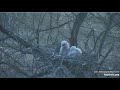 Papa Owl delivers a huge prey (duck?), 3 chicks at Roger's place - GHO Nest in Charlo, Montana