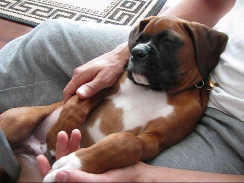Image result for boxer dog, sleeping
