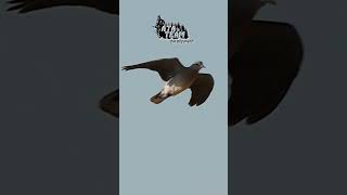 Ata Neo X Realtree Max -7