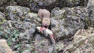 Otter Eating Fish *Graphic*, Clover Point, Victoria, British Columbia, Canada. April 26th 2024 by Michael Kalman 40 views 4 weeks ago 1 minute, 48 seconds
