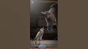 والعاديات ضبحا | ياسر الدوسري #المصحف #تلاوة_خاشعة #ياسر_الدوسري #yasseraldossary #قرآن