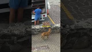 🐶  Он украл сладость у продавца! 🍬