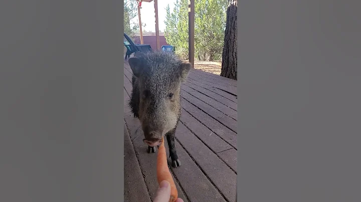 FEEDING THIS "WILD" ANIMAL BY HAND!!!! SO PRECIOUS!!!! #shorts #fyp #javelina #animals #piggy #puppy