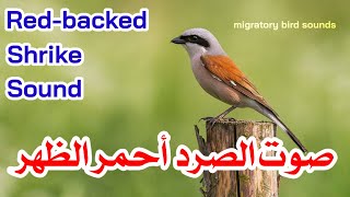 صوت الصرد أحمر الظهر || Red-backed Shrike Sound