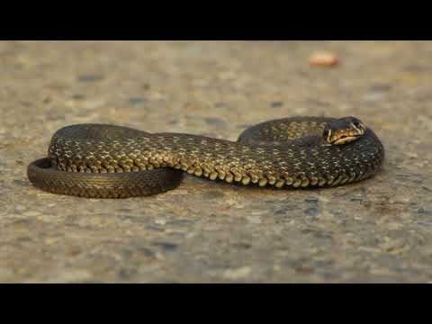 Natrix natrix - ჩვეულებრივი ანკარა