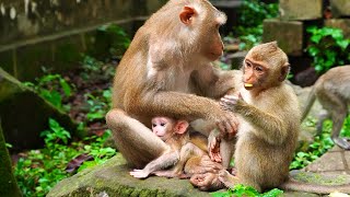 Baby Monkey Leo Is Very Cool Mom Libby Love Both Rainbow & Newborn Leo