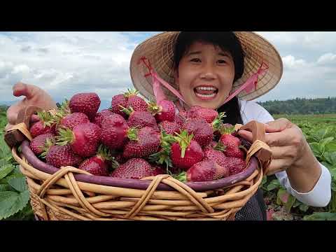 Video HÁI DÂU TÂY TRIỆU TRÁI, TRÁI CHÙM CHÙM CHÍN MỌNG THẤY... - youtube