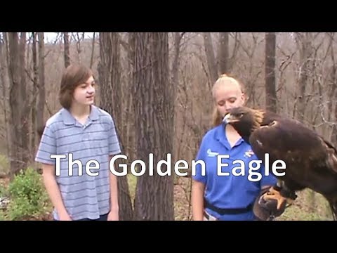 Wideo: Bald Eagles i więcej w World Bird Sanctuary