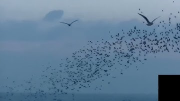 Mesmerising video of starling murmuration in Brighton UK
