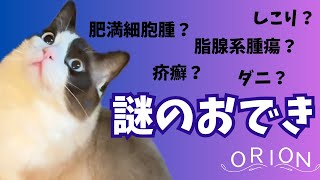 猫の頭に謎のしこり。震えながら病院に走りました。 by オリオン ーKYOTO CAT LIFEー 250 views 5 months ago 4 minutes, 42 seconds