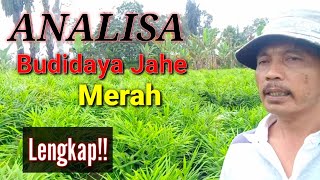 Lengkap!! Analisa Modal Tanam Dan Keuntungan Budidaya Jahe Merah Di Lahan Terbuka