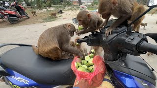 Monkey love cucumber