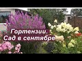 Гортензии. Сад в сентябре