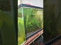 Little cute guppies aquascape aquascaping fishing pondfishing viral