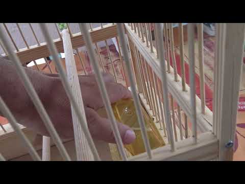 Βίντεο: Ρύθμιση και διακόσμηση του ινδικού κλουβιού σας