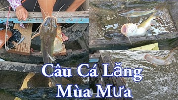 Câu Cá Lăng Mùa Mưa , Điểm Câu Mới Dính Cá Liên Tục