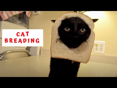 CAT BREADING - BREADING CATS - Thisï»¿ is the very FIRST .......ï»¿ "CAT BREADING"ï»¿ / "INBRED CAT" video posted onï»¿ Youtube! ......... long before .... CAT BREAD...