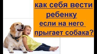 как вести себя ребенку если на него прыгает собака как вести себя ребенку если на него прыгает собака