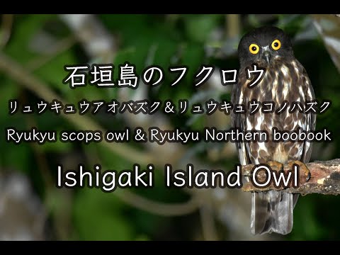 【かわいいフクロウ】リュウキュウコノハズク&リュウキュウアオバズク Ishigaki Island OwlRyukyu scops owl & Ryukyu Northern boobook