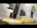 Giant Snake Loose in Our House!!!