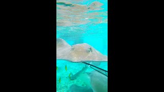 Swimming with Stingrays in Bora Bora! #shorts #travel