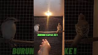 Download Lagu BURUNG KAPAS KEMIRI JINAK #burungjinak #kicaumania #bir MP3 Download Lagu BURUNG KAPAS KEMIRI JINAK #burungjinak #kicaumania #bir MP3