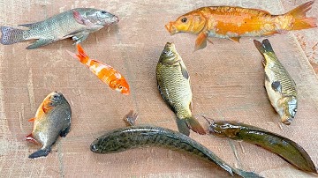 Kem Chanel kéo vó ở ao thấy con cá sấu to, cá chép, cá koi, cá vàng, cua màu sắc, cá chuối, cá cóc