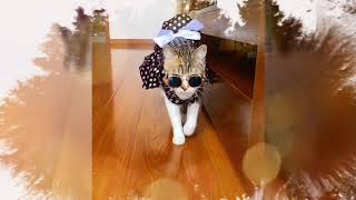 Cat in adorable outfits