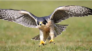 (4K)  'Speedsters of the Sky: Peregrine Falcons in Flight' by CuteQuartersTV 217 views 5 months ago 2 minutes, 18 seconds