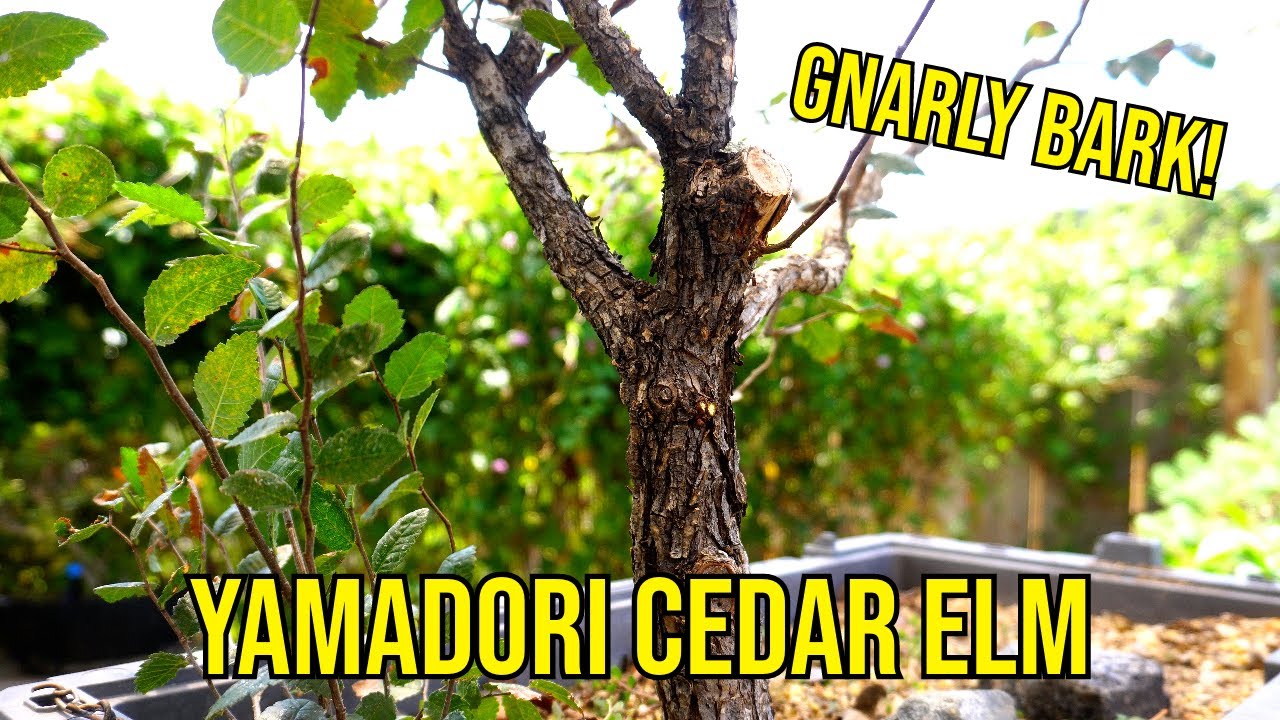 Отделка клювом попугая и вязом ямадори из кедра — бонсай — ДА!